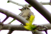 Towhee?