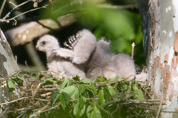 Red-shouldered Hawk (Buteo lineatus) chicks