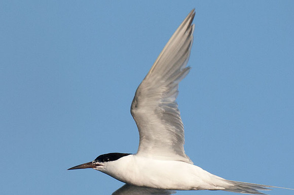 Roseate Tern (Sterna dougallii)