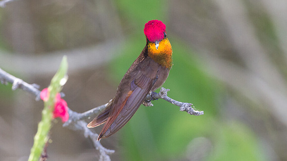 Ruby-topaz Hummingbird (Chrysolampis mosquitus) male