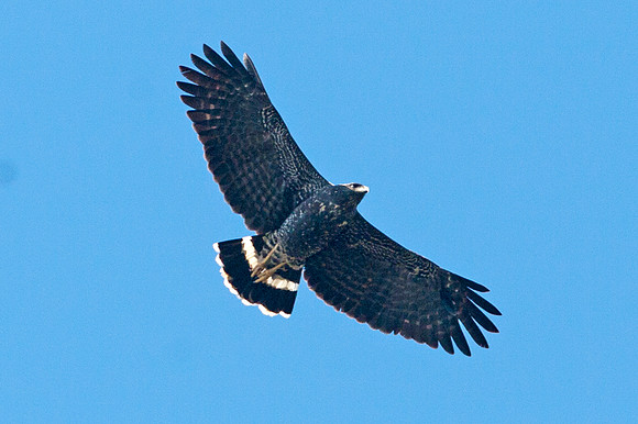 Great Black Hawk (Buteogallus urubitinga)