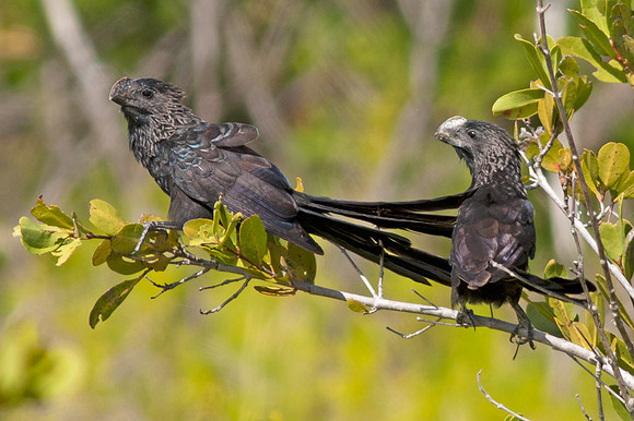 Smooth-billed Ani (Crotophaga ani)