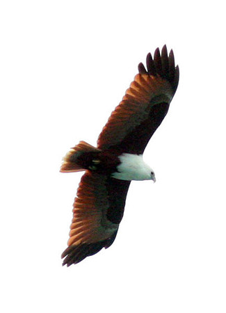 Brahminy Kite (Haliastur indus) also known as Red-backed Sea-eagle
