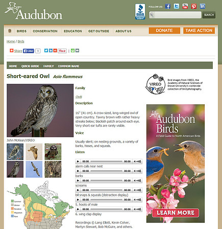Audubon---short-eared-owl