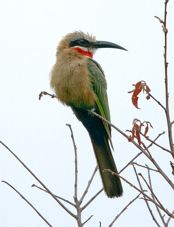 White-fronted Bee-eater (Merops bullockoides)