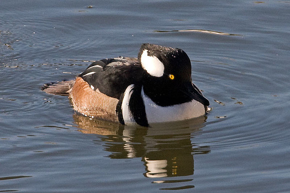 Hooded Merganser (Lophodytes cucullatus) male