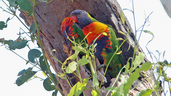 Rainbow Lorikeet (Trichoglossus haematodus)