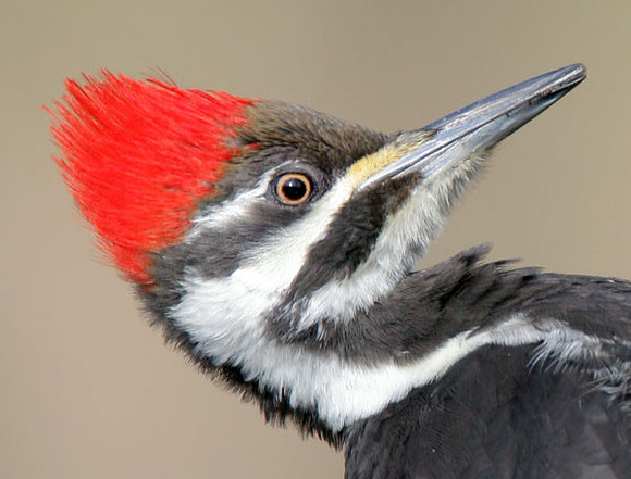 Pileated Woodpecker (Dryocopus pileatus) female