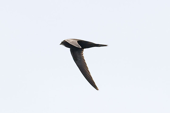swift-unknown-IMG_2788-xx