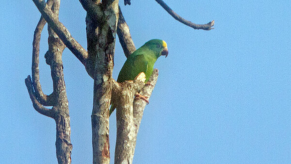 Tui Parakeet (Brotogeris sanctithomae)