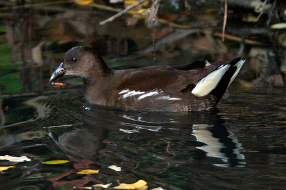 Common Moorhen (Gallinula chloropus) also known as Common Gallinule