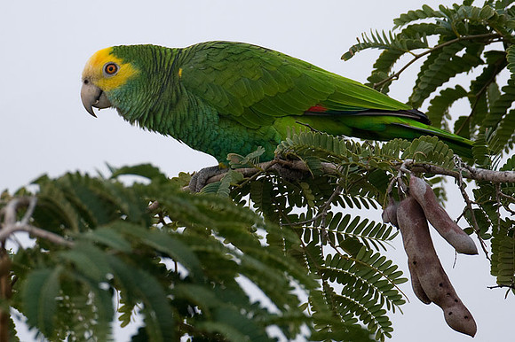 Yellow-shouldered Amazon (Amazona barbadensis) also known as Yellow-shouldered Parrot