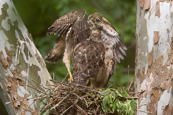 Red-shouldered Hawk (Buteo lineatus) juvenile