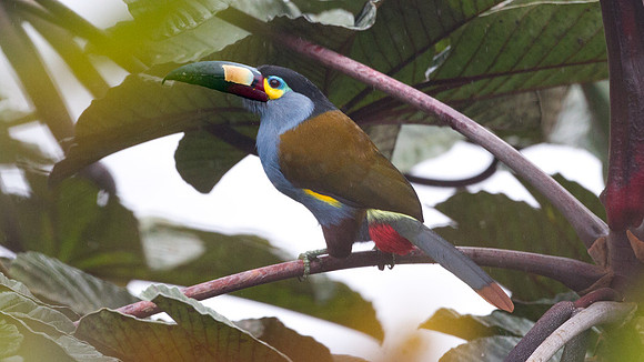 Plate-billed Mountain Toucan (Andigena laminirostris)