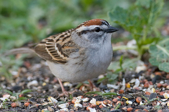 Chipping Sparrow (Spizella passerina)