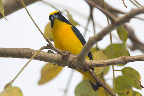 Thick-billed Euphonia (Euphonia laniirostris) male