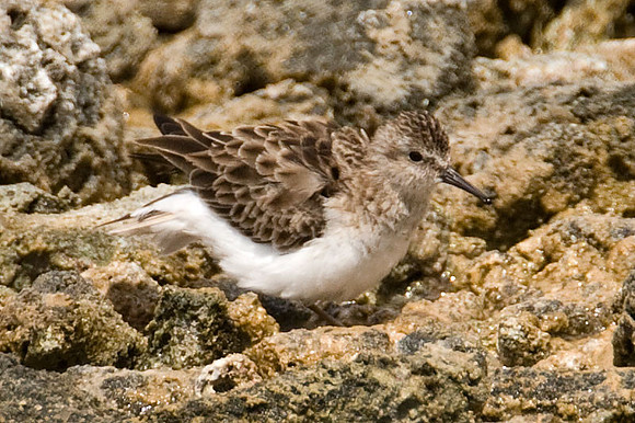 Semipalmated Sandpiper (Calidris pusilla)