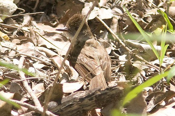 Brown-crested Flycatcher (Myiarchus tyrannulus)