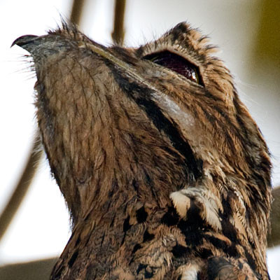 Common Potoo (Nyctibius griseus)