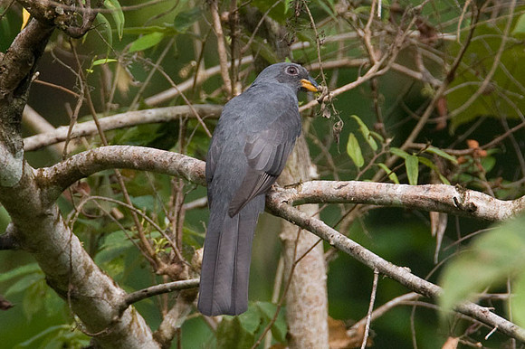 Black-tailed Trogon (Trogon melanurus)