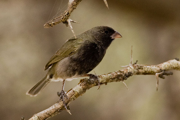 Black-faced Grassquit (Tiaris bicolor)