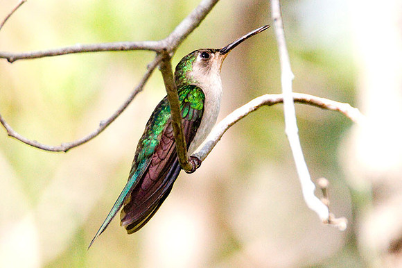 Wedge-tailed Sabrewing (Campylopterus curvipennis)