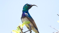 White-bellied Sunbird (Cinnyris talatala)