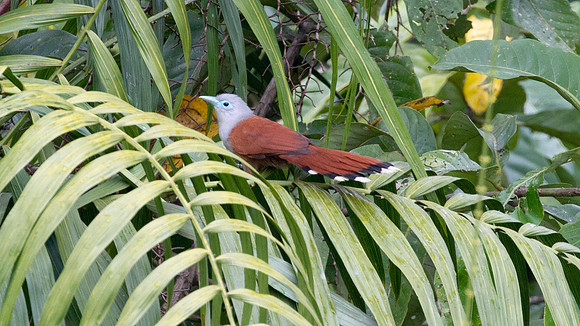 Raffles's Malkoha (Phaenicophaeus chlorophaeus) female