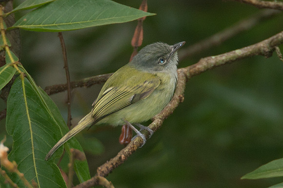 Slaty-headed Tody-Flycatcher (Poecilotriccus sylvia)
