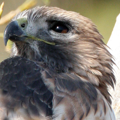 Red-tailed Hawk (Buteo jamaicensis)