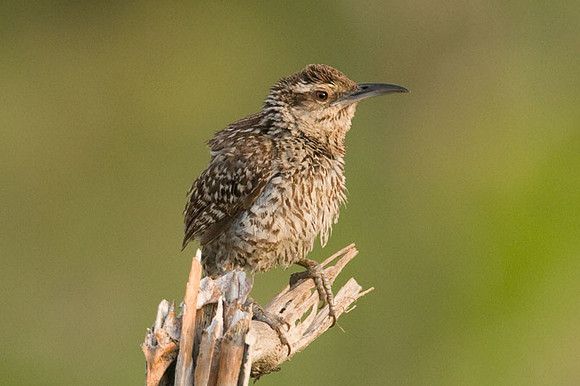 Yucatan Wren (Campylorhynchus yucatanicus)