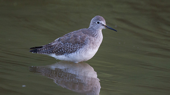 Lesser Yellowlegs (Tringa flavipes)