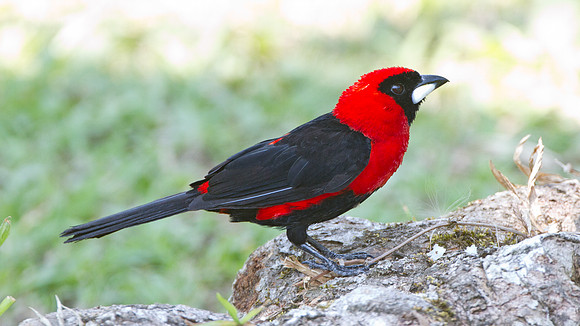 Masked Crimson Tanager (Ramphocelus nigrogularis)