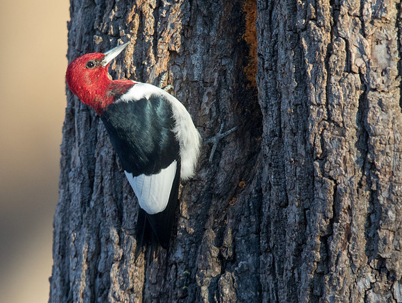 Red-headed woodpecker (Melanerpes erythrocephalus)