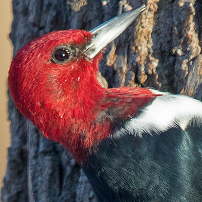 Red-headed woodpecker (Melanerpes erythrocephalus)