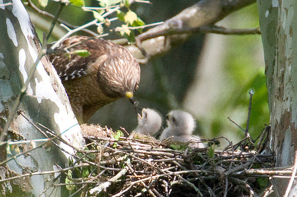 Red-shouldered Hawk (Buteo lineatus) adult and juvenile