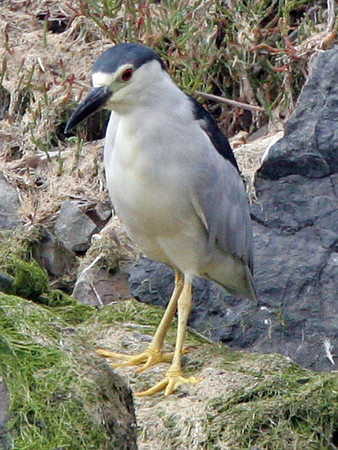 Black-crowned Night Heron (Nycticorax nycticorax)