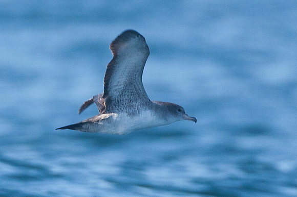 Pink-footed Shearwater (Puffinus creatopus)