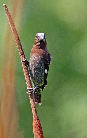 Thick-billed Weaver (Amblyospiza albifrons) Male