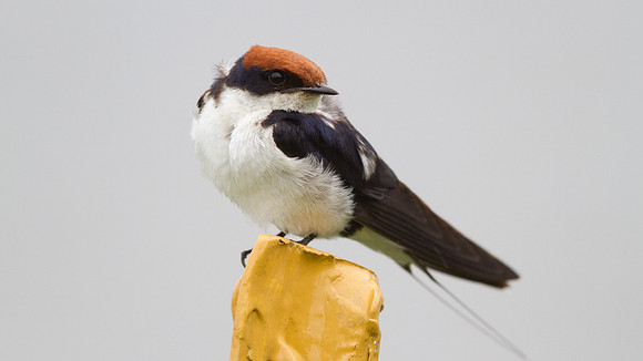Wire-tailed Swallow (Hirundo smithii)