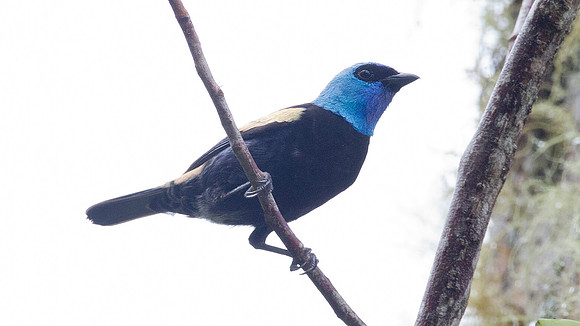 Blue-necked Tanager (Tangara cyanicollis)
