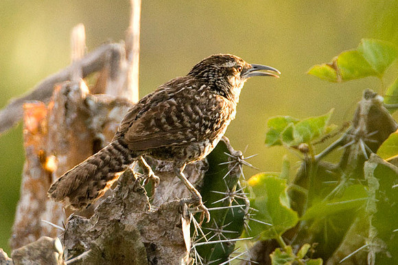 Yucatan Wren (Campylorhynchus yucatanicus)