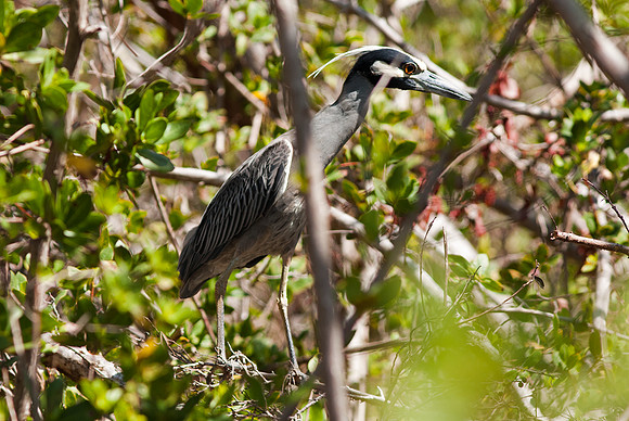 Yellow-crowned Night Heron (Nyctanassa violacea)