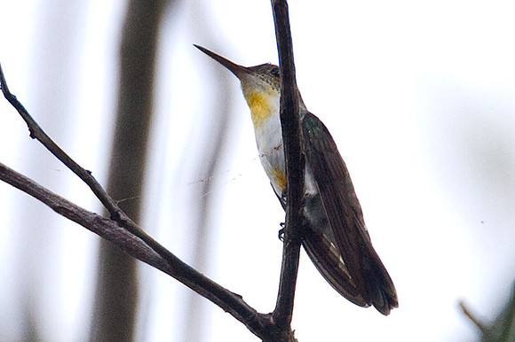 White-Bellied Emerald (Amazilia candida)