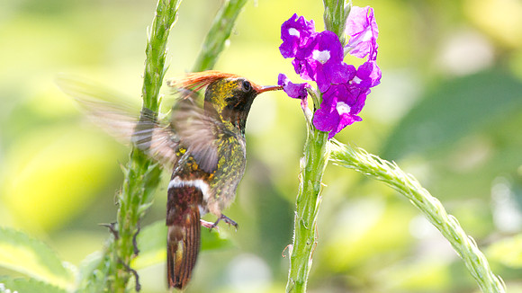 Rufous-Crested Coquette (Lophornis delattrei) - male
