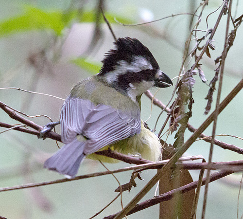 Shrike-tit (Falcunculus frontatus)