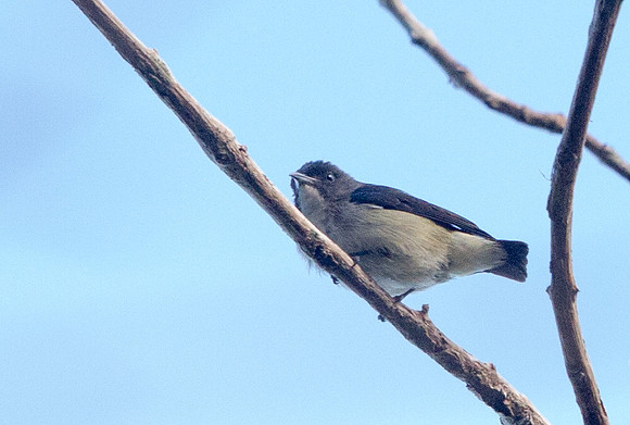 Pygmy flowerpecker (Dicaeum pygmaeum)
