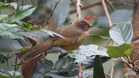Spectacled barwing (Actinodura ramsayi)