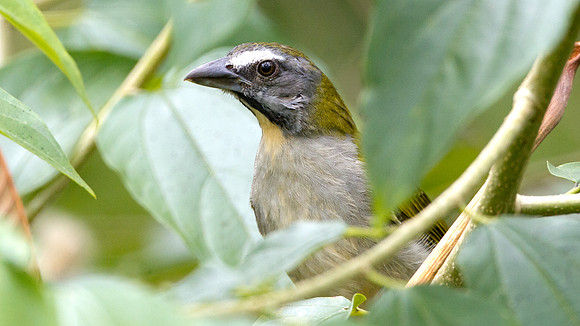 Buff-throated Saltator (Saltator maximus)