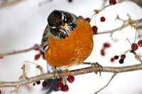 American Robin (Turdus migratorius)